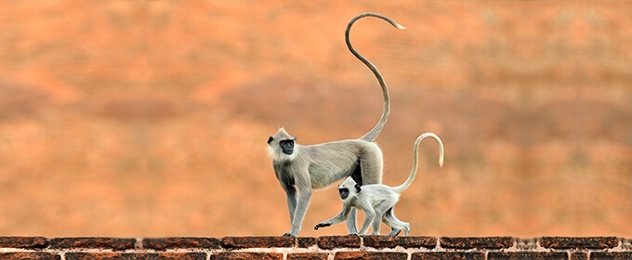 monos con cola larga caminando